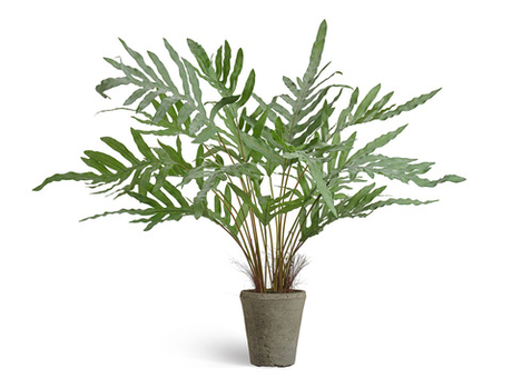 Папоротник Рэббит Фут в керамическом кашпо