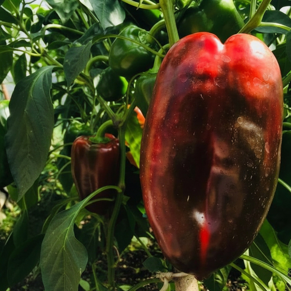 КЛАУДИО F1 семена перца сладкого (Nunhems | Alexagro) – фото 7