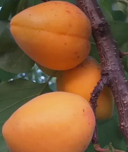 Абрикос Манитоба ЗКС контейнер 5-7,5л, 3х летний саженец май 26