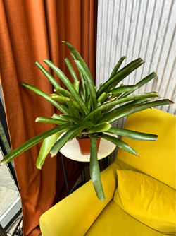 Бромелия, D13см Н40см, 1шт, Urban Jungle (7143)