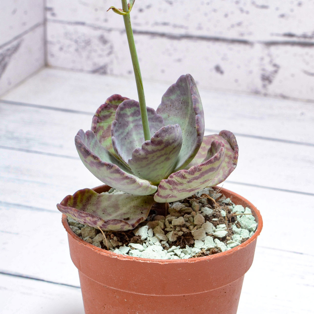 Kalanchoe Humilis (Каланхоэ)