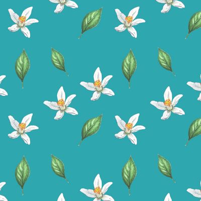 Цветы и листья апельсина на голубо фоне акварель