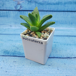 Faucaria Felina (Фаукария)