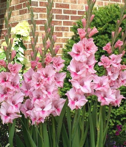 Гладиолус махровый крупноцветковый ​Тампико / Tampico