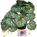 Цветок искусственный в горшке «Бегония» 20*16см