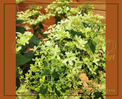 Гортензия метельчатая Дентель де горрон - Кружево Горрона (Hydrangea paniculata `Dentelle de Gorron`)