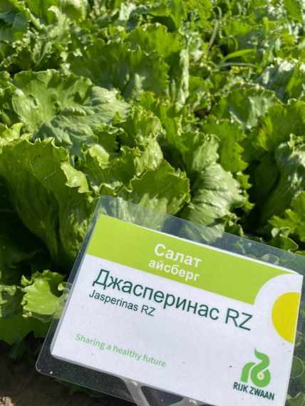 ДЖАСПЕРИНАС семена салата Rijk Zwaan цена