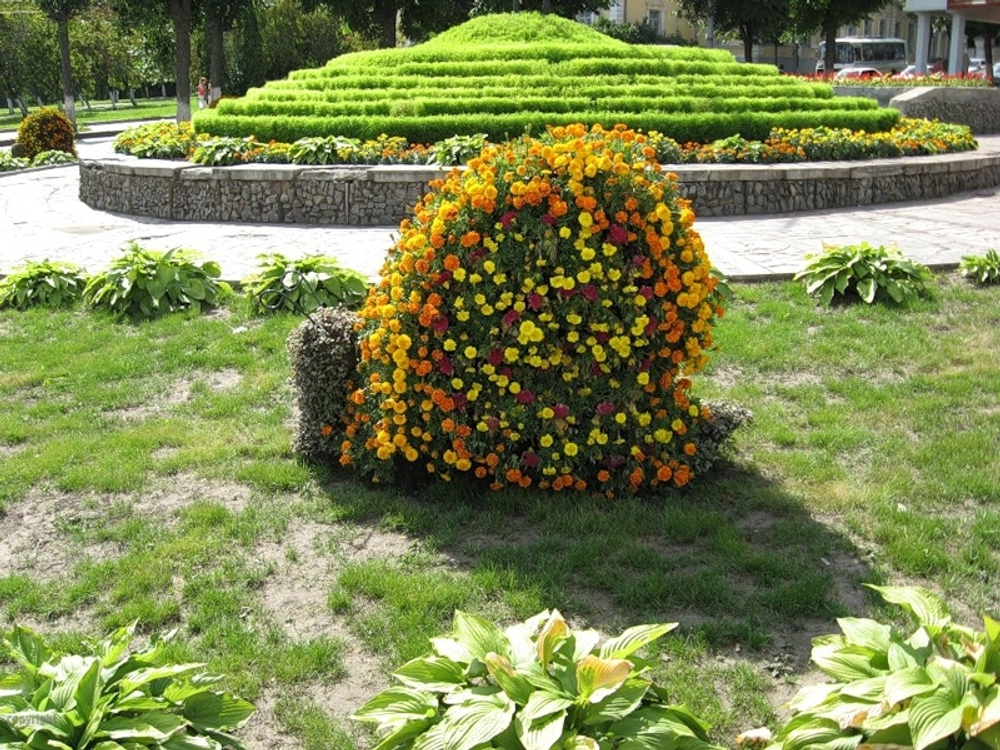 Топиарная фигура Улитка