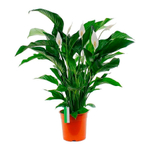 Спатифиллум