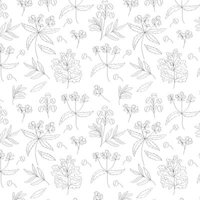 Наброски луговых растений. Цветы пижмы. Лекарственные травы.