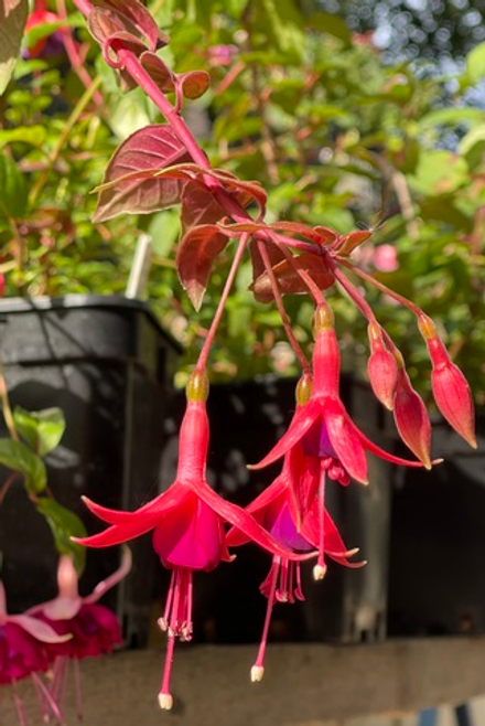 Фуксия Autumnale