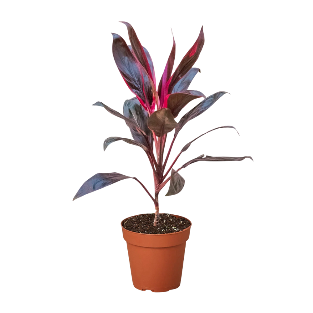 Кордилина "Рэд Австралия"