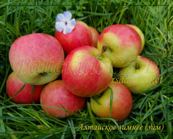 Яблоня Алтайское зимнее