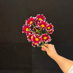 Хризантема кустовая Ромашковая яркая / 1 шт