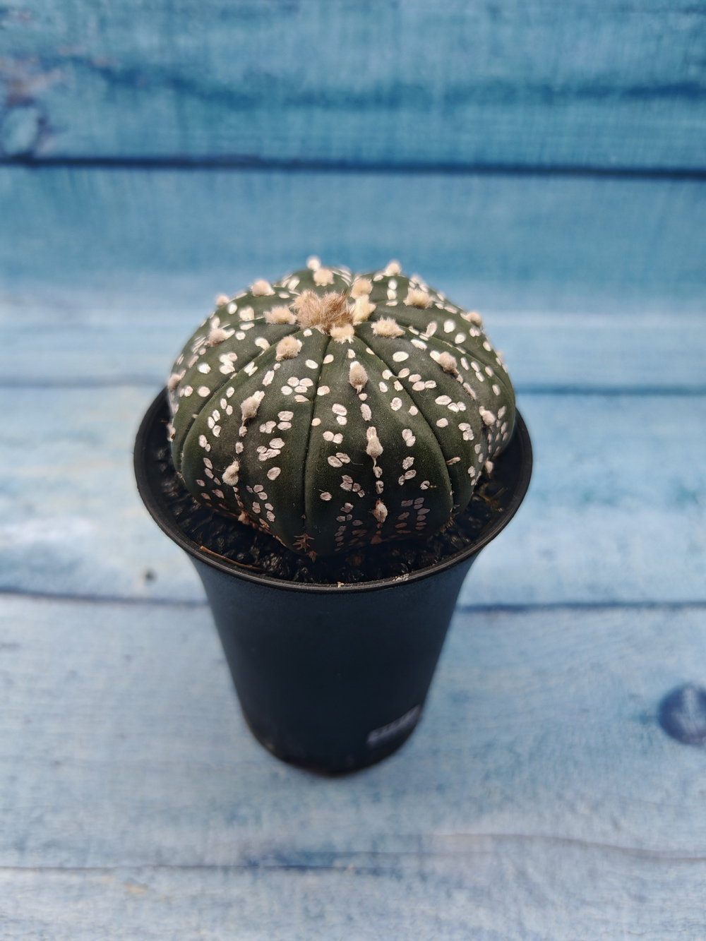 Astrophytum Asterias (Астрофитум)