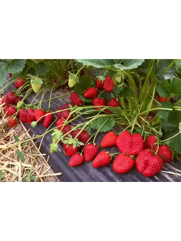 Земляника садовая Кабрильо Р9 Закупка М65 май-июнь 2026