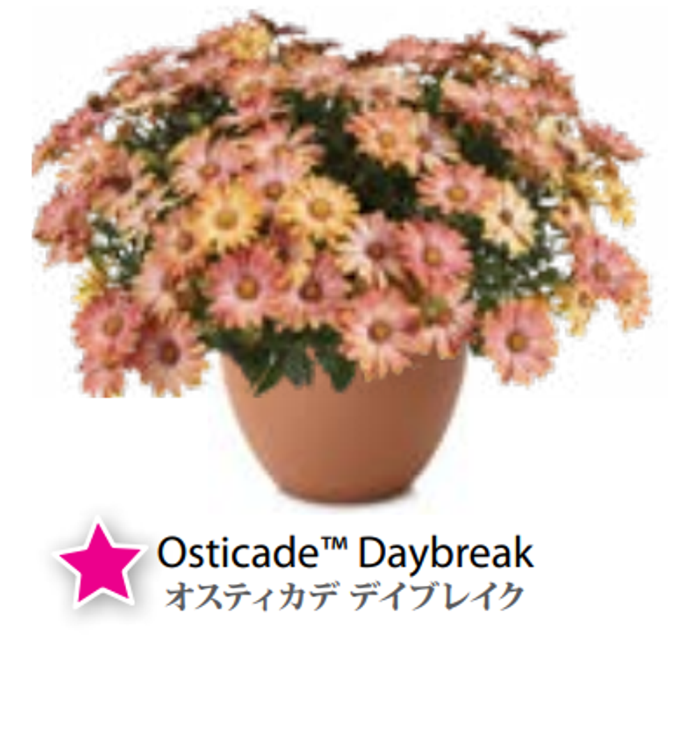 ЕВРО Остеоспермум Osteospermum Osticade Daybreak НЕукор черенок середина ноября 25