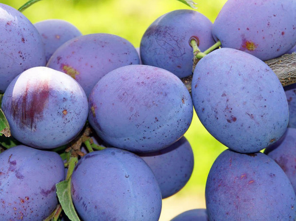 Саженец сливы «Чемальская Синяя» (Классика Алтая, Морозостойкая)