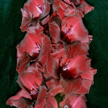 Гладиолус крупноцветковый Черный Бархат