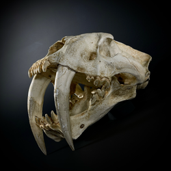 Smilodon