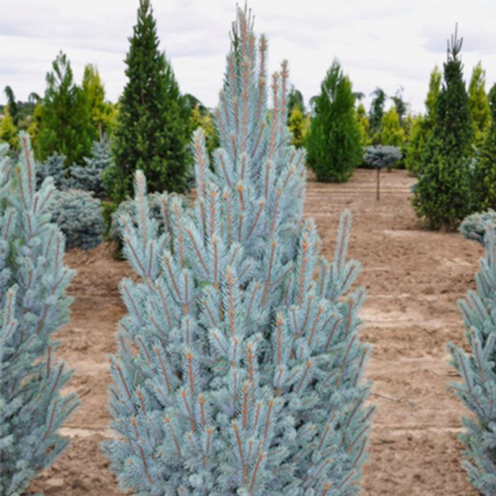 Ель колючая (голубая) Изели Фастигиата B+S 140-160