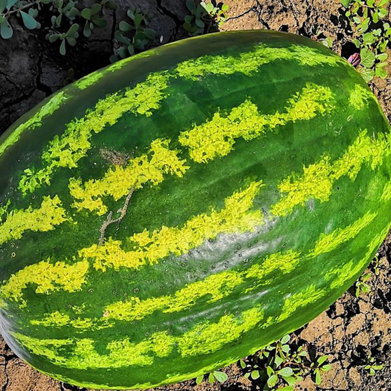 Астрахан F1 семена арбуза Syngenta Сингента – фото 2