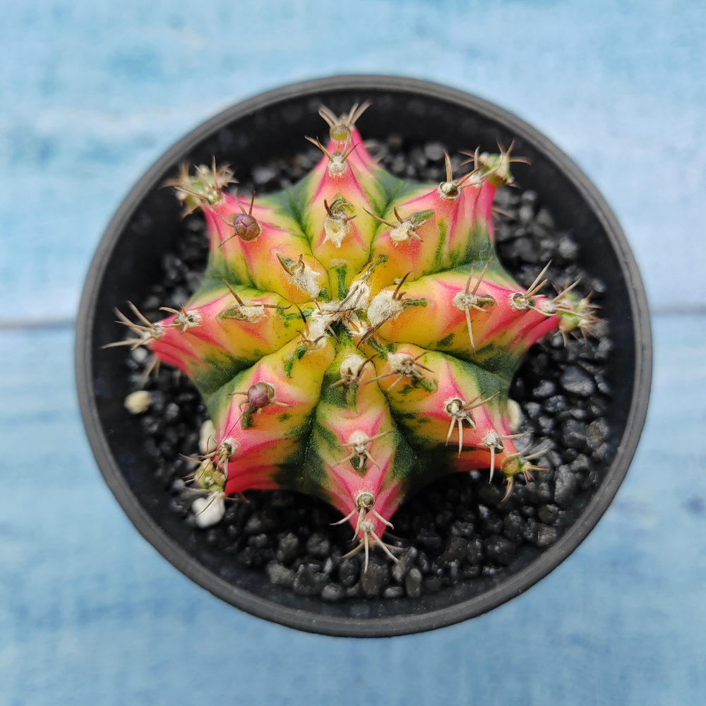 Gymnocalycium Variegata (Гимнокалициум Вариегатный)
