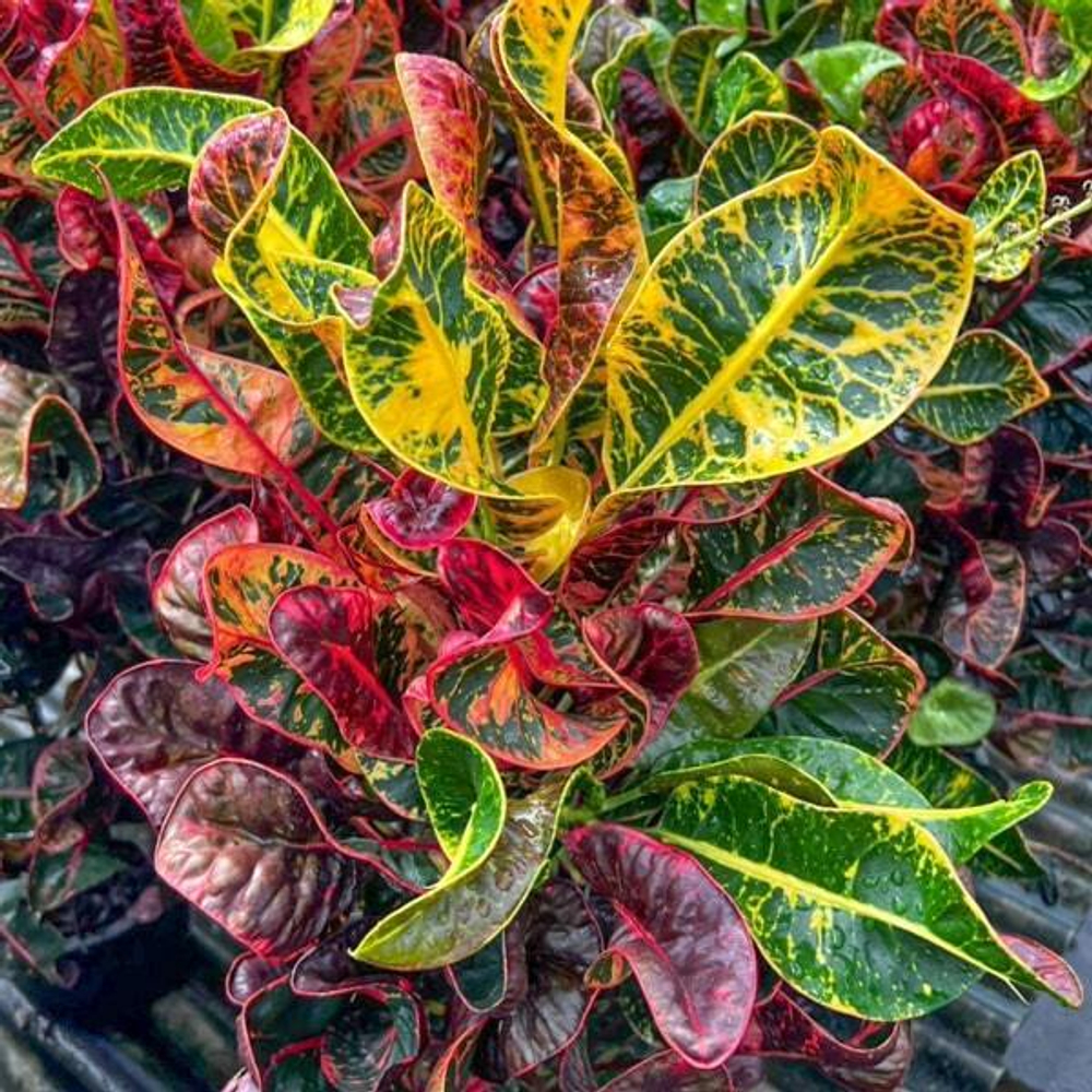 Кротон THA YAD SEDTHEE