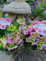 ANTICO FRESCO/ АНТИКО ФРЕСКО  (Стандарт поставки Р9)2025г