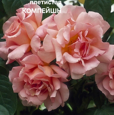 Саженцы роз плетистая КОМПЕЙШН