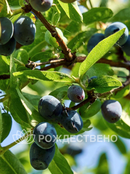 Жимолость Сувенир