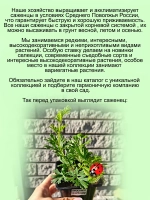 Подснежник Прострел Синий первоцвет