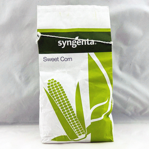 Акцентуэта F1 семена кукурузы (Syngenta / Сингента) упаковка – фото 2