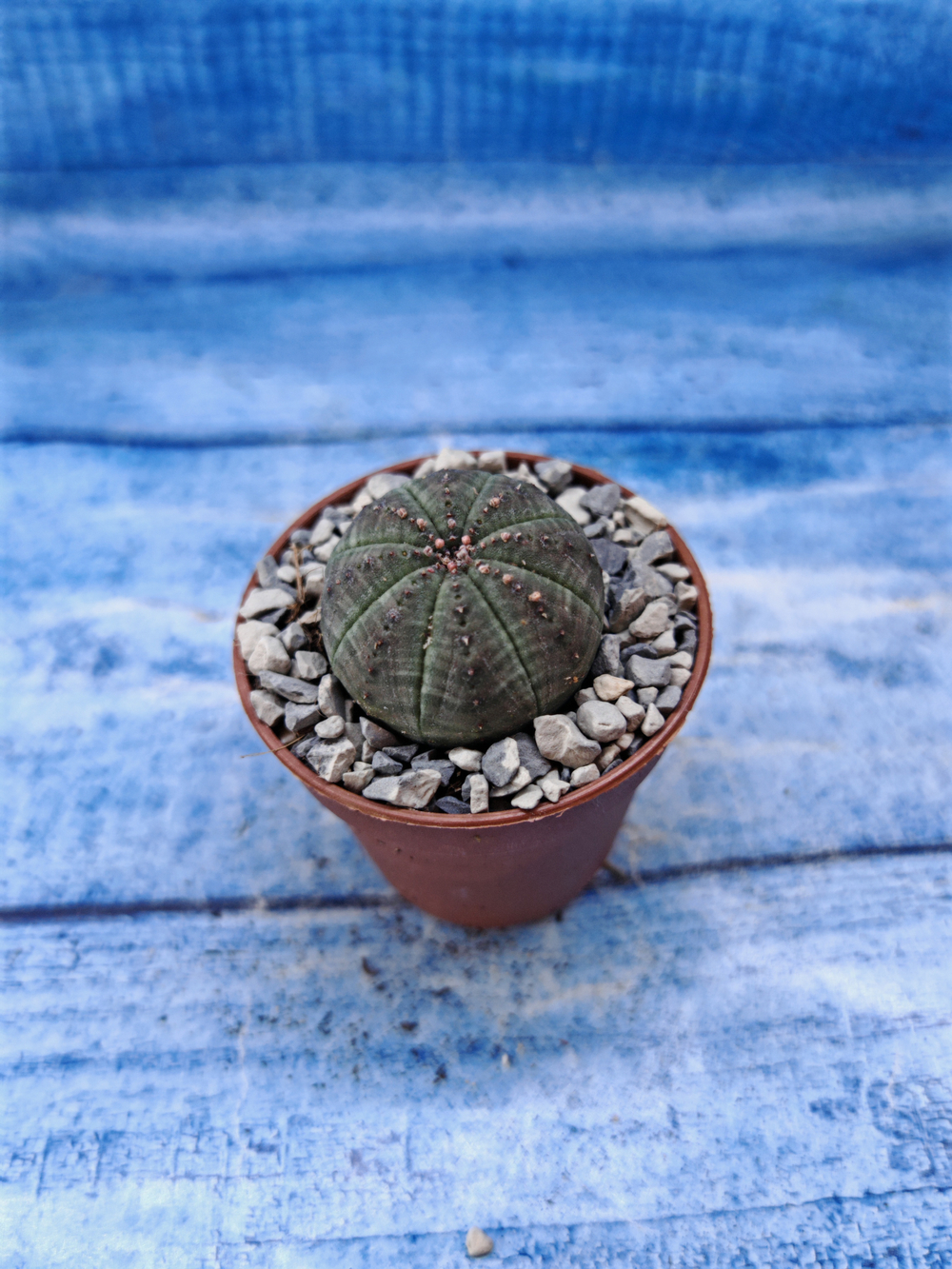 Euphorbia Obesa (Эуфорбия)