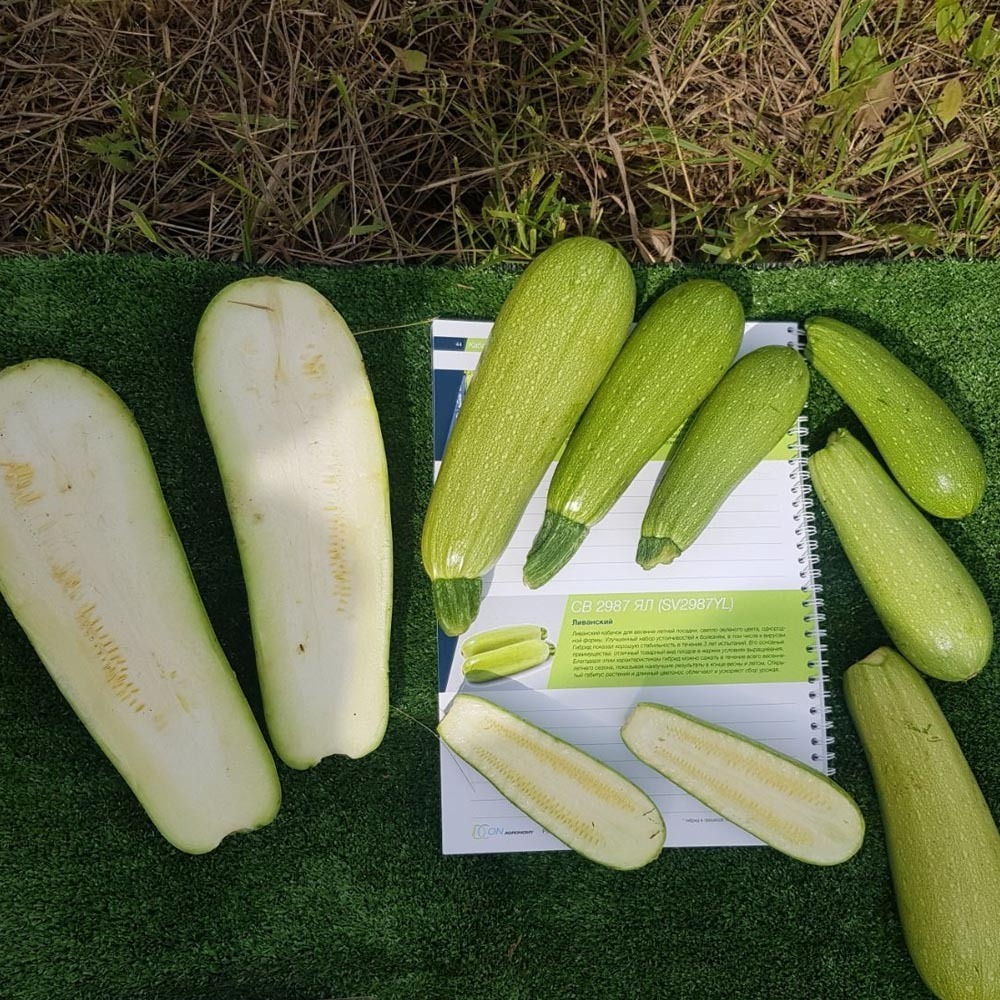 СВ 2987 ЯЛ семена кабачка (Seminis / Семинис)