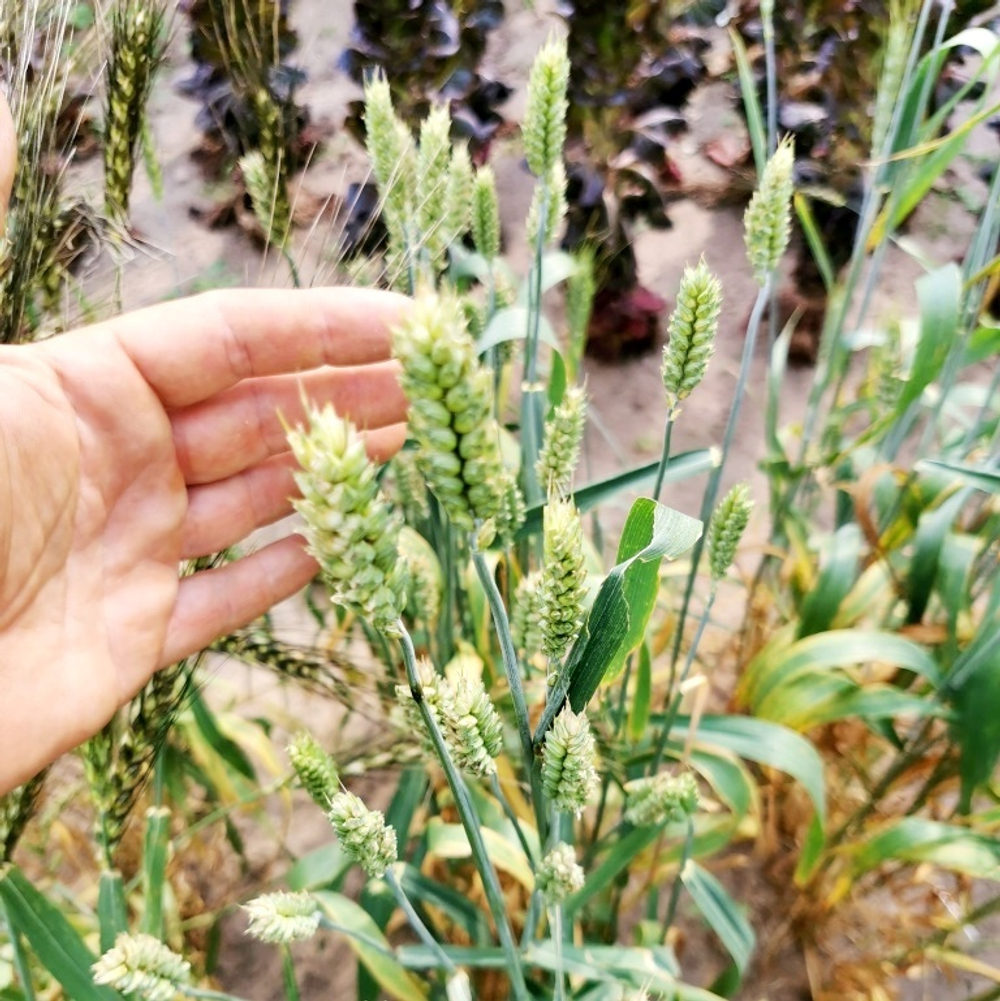 Карликовая Плотноколосая Пшеница - Triticum Compactum