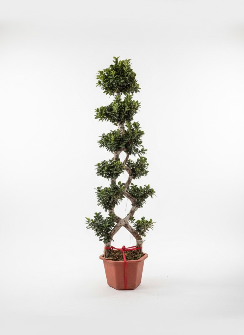 Фикус Large 8-character Ficus д.48