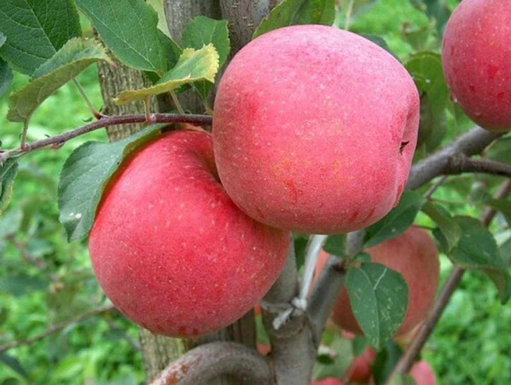 Яблоня Фуджи Ацтек /Fugi Aztec/