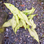 Сингониум ANGUSTATUM DAZZLING RAIN