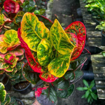 Кротон RUNG RAPEE