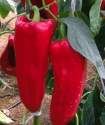 Каптур F1 семена перца сладкого (Seminis / Семинис)