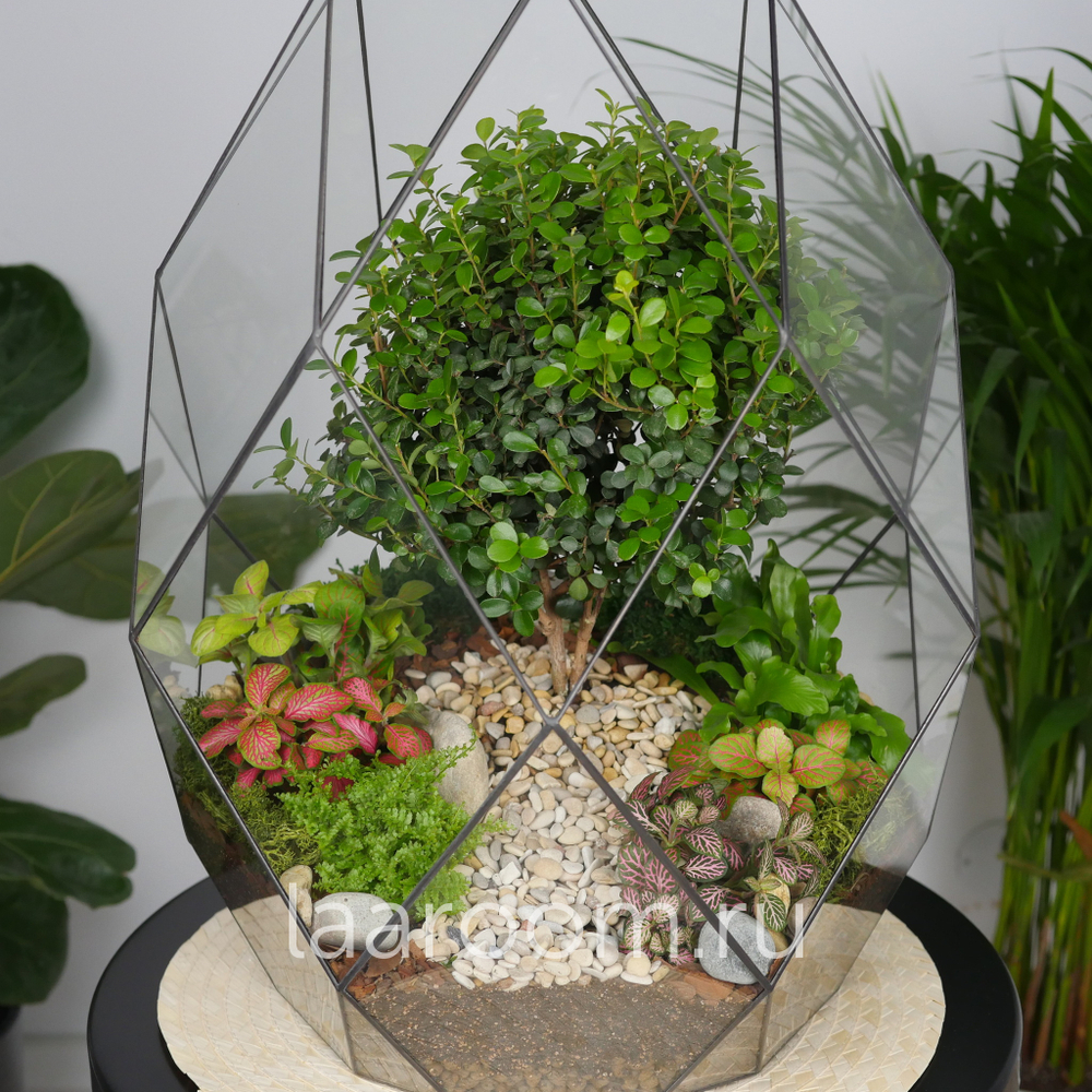 Готовый флорариум бонсай Мирсина Фаберже