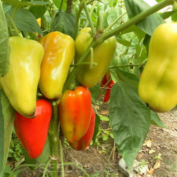 Анетта F1 семена перца сладкого (Enza Zaden / Энза Заден) – фото 3