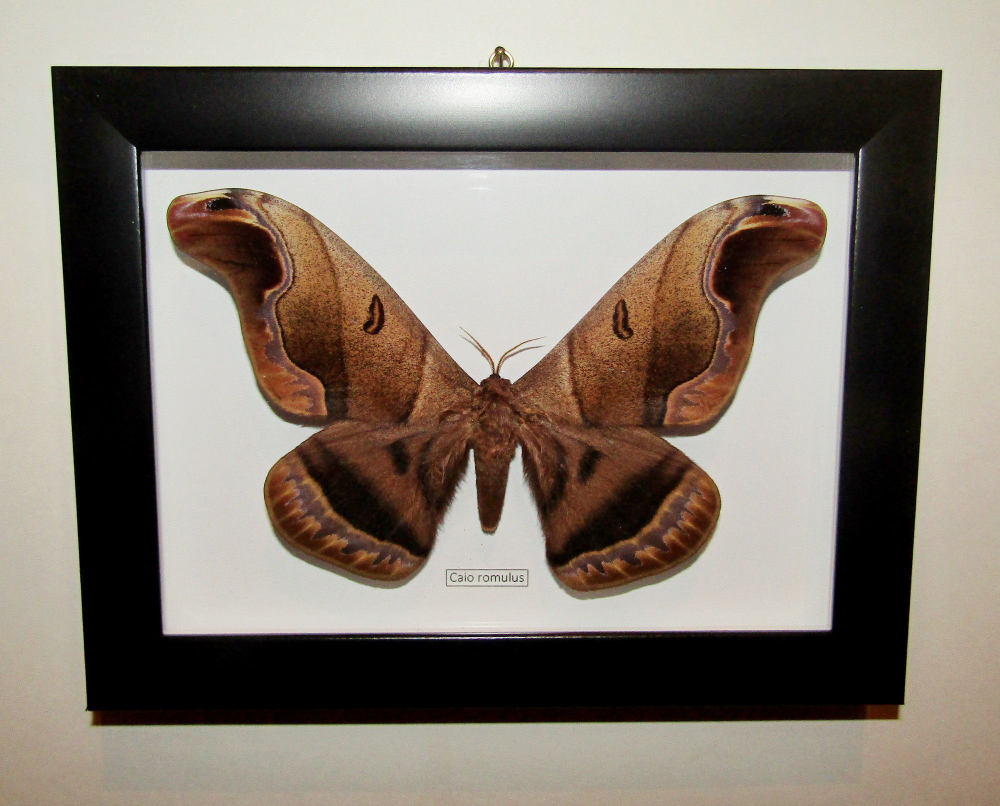 Бабочка Caio romulus в рамке