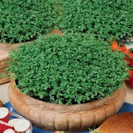 Салат Кресс-салат Тещин секрет 0,6г Ц Марс