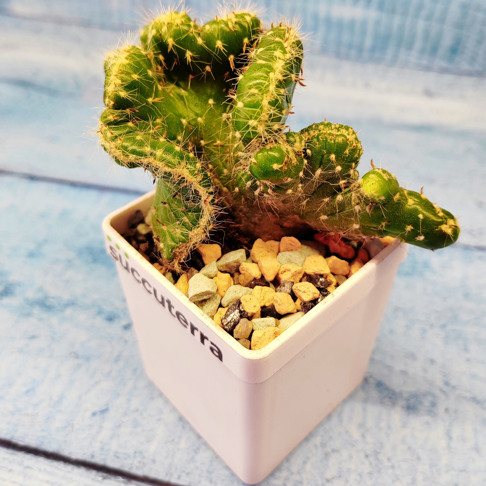 Opuntia cylindrica cristata (Опунция кристатная)