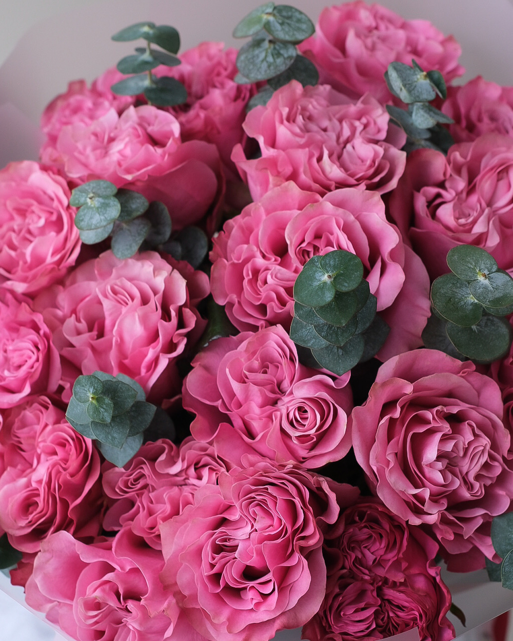 Моно из 21 пионовидной розы Кантри Блюз с эвкалиптом