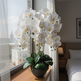 Орхидеи в кашпо