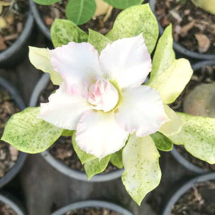 Адениум вариегатный FROZEN