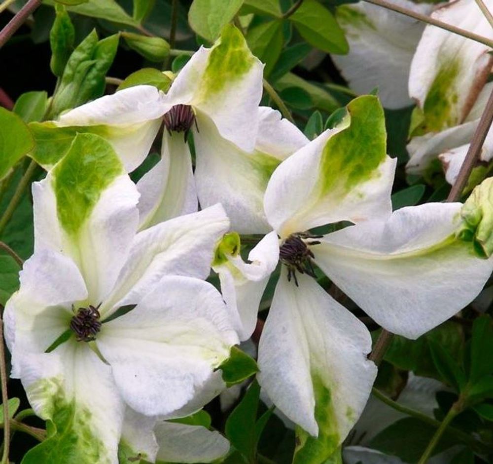 Клематис Алба Люксурианс